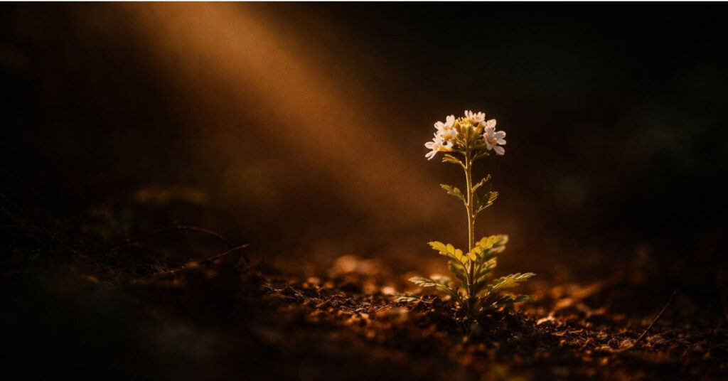 A single small white wildflower caught in a warm amber beam of light against dark soil and shadow. Featured image for the poem That Someone Is You on Sayspire.