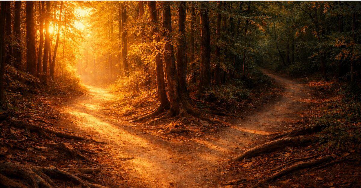 A forest path splitting in two directions at golden hour, warm amber light flooding one path while the other curves into shadow, illustrating the poem If You Refuse to Leap by Joshua Cintron at Sayspire.com.